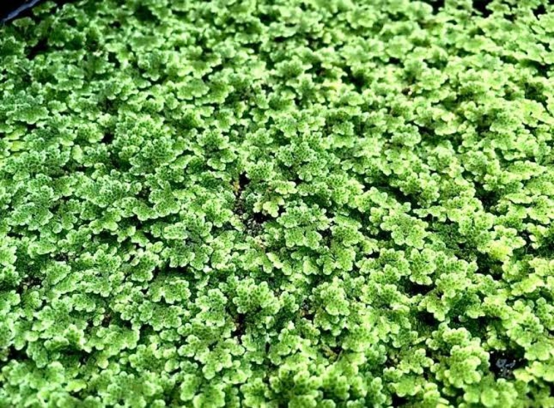 Azolla from Kenya
